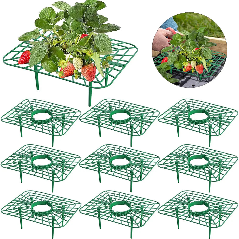 10 Packs Square Strawberry Stand Holder