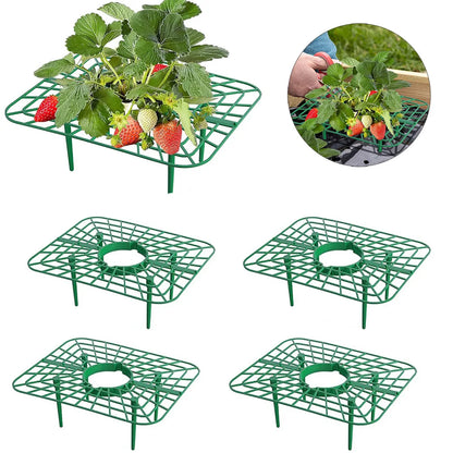 10 Packs Square Strawberry Stand Holder